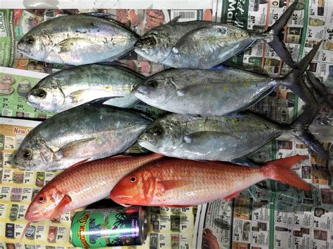 weke fish|Favorite shoreline fish to eat .
